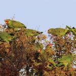 Diverse Foods of California’s naturalized Parrots