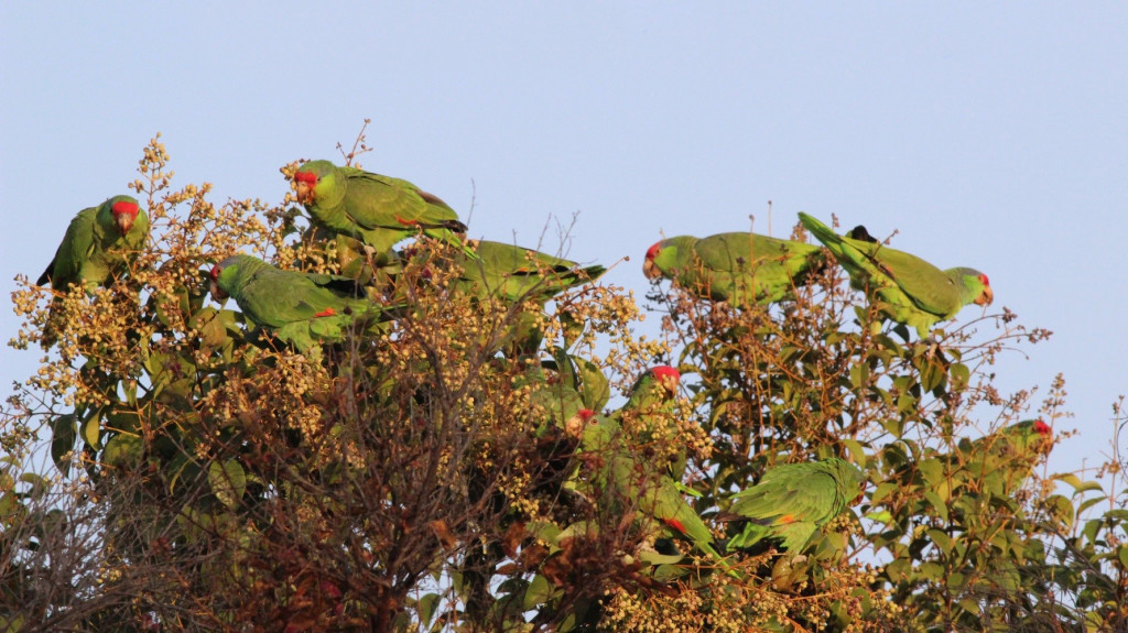 Diverse Foods of California’s naturalized Parrots