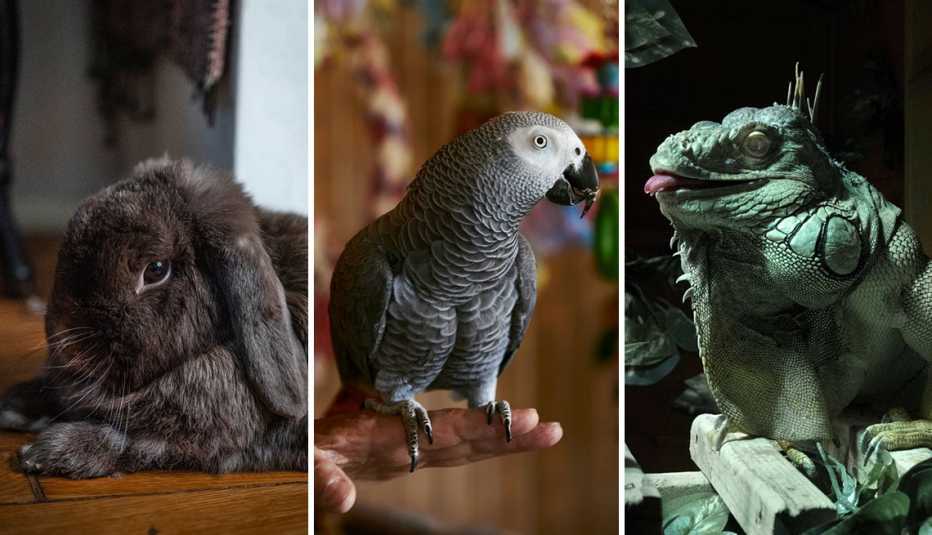 African Grey Parrot Bite