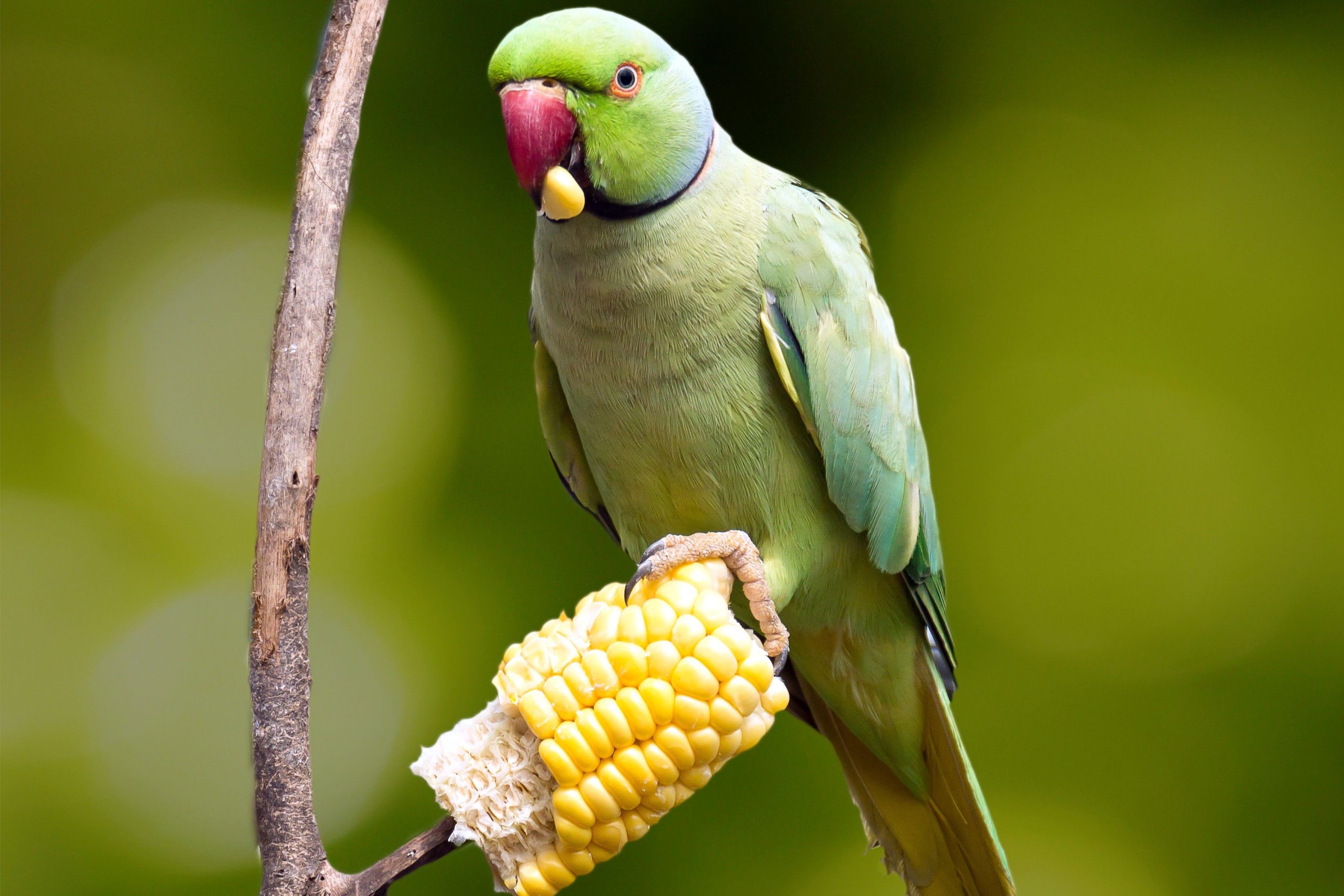 Can Parrots Eat Green Beans