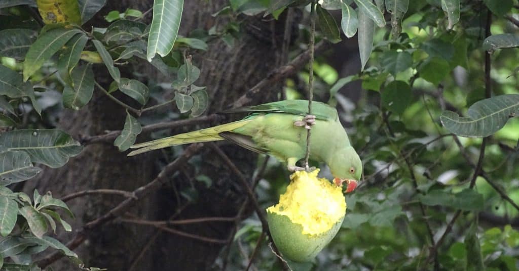 Can Parrots Eat Kiwi Fruit