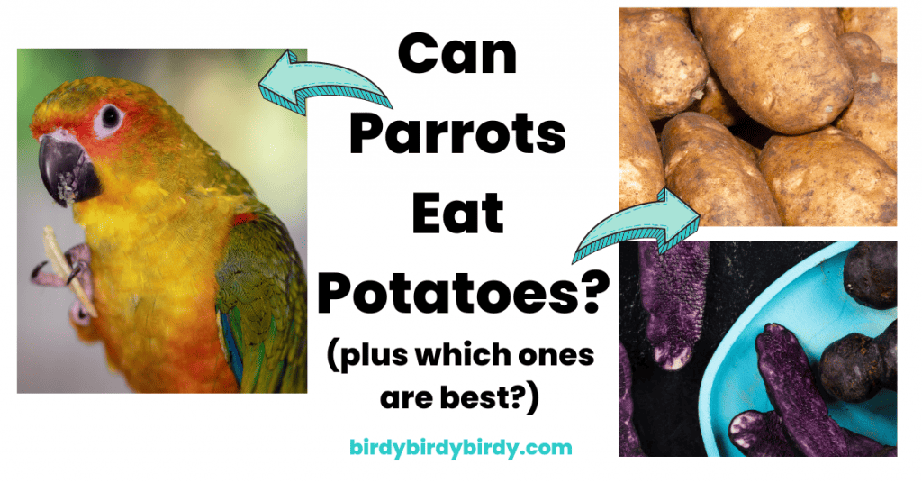 Can Parrots Eat Potatoes