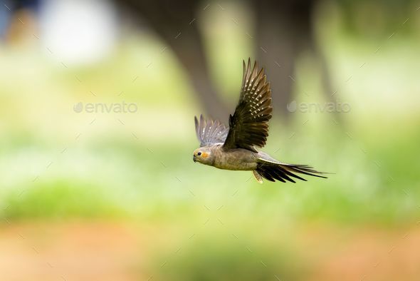 Cockatiel in Flight