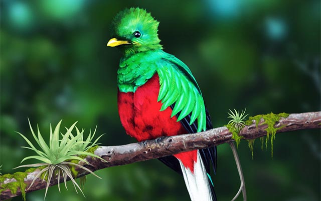 Endangered Birds in Costa Rica