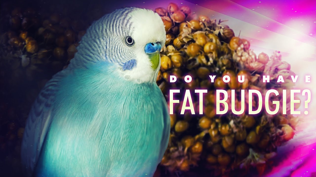 Fat Parakeet