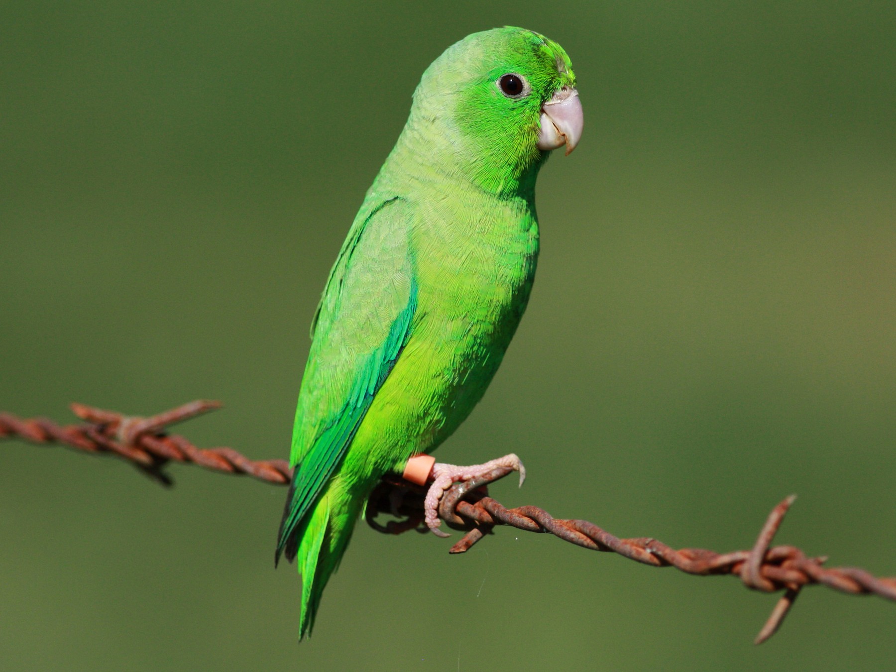 Female Green Parrotlet