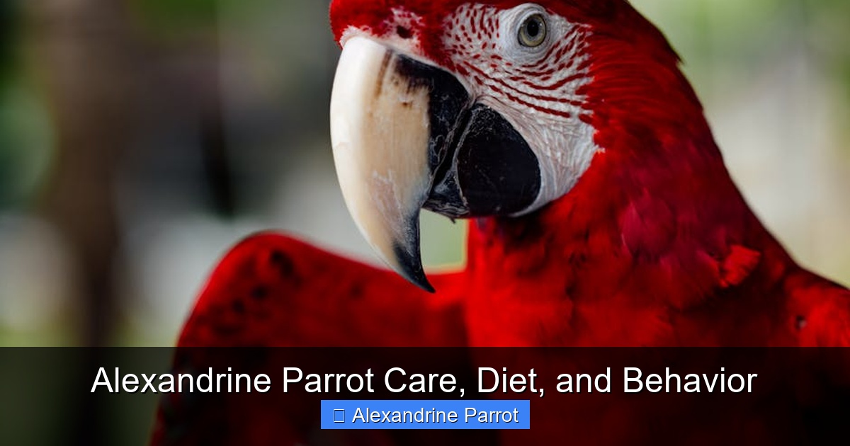Featured image for Alexandrine Parrot Care, Diet, and Behavior
