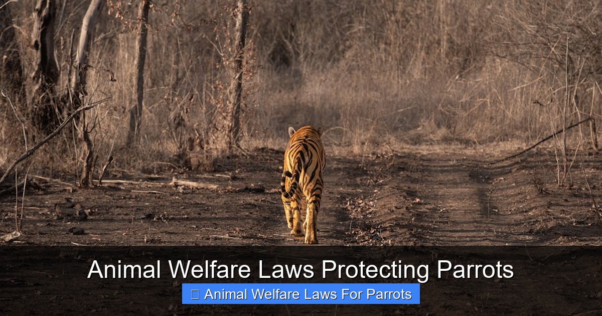 Featured image for Animal Welfare Laws Protecting Parrots