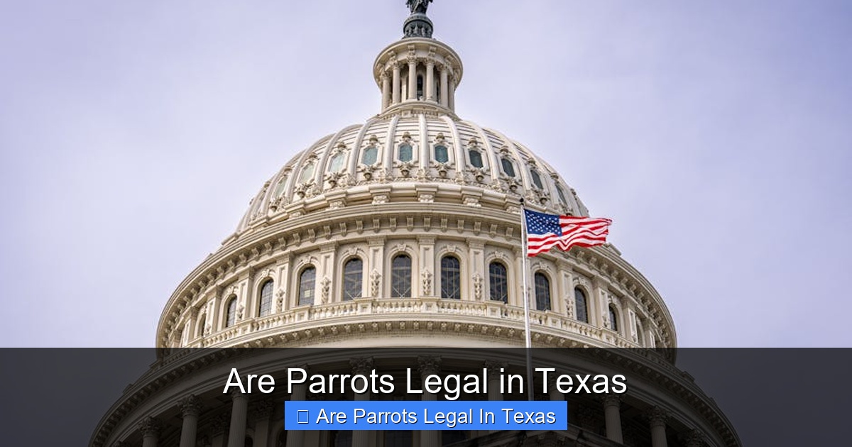 Featured image for Are Parrots Legal in Texas