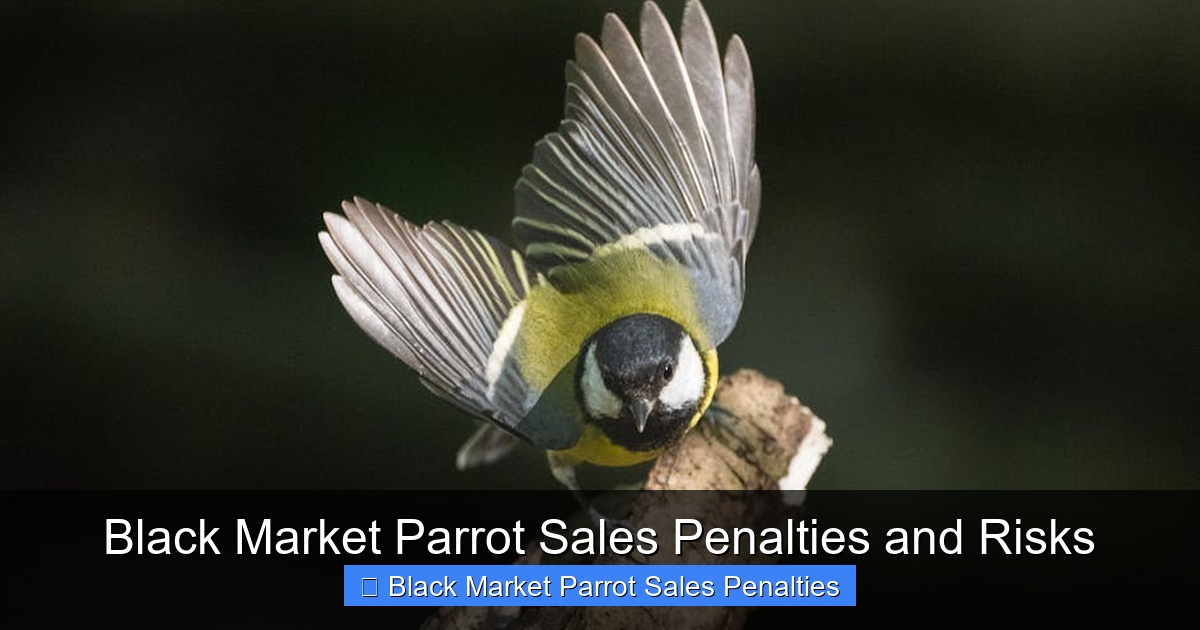 Featured image for Black Market Parrot Sales Penalties and Risks