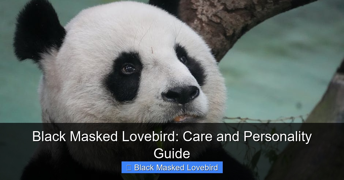 Featured image for Black Masked Lovebird: Care and Personality Guide