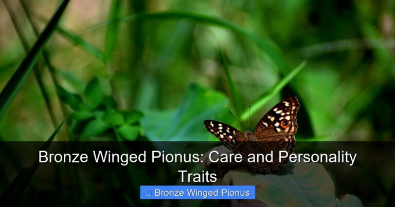 Winged Point Bronze Winged Pionus: Care and Personality Traits - California Flocks