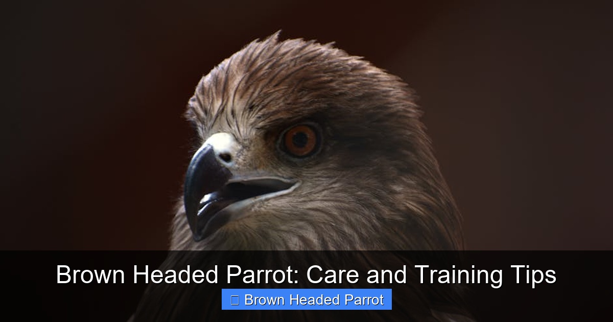 Featured image for Brown Headed Parrot: Care and Training Tips