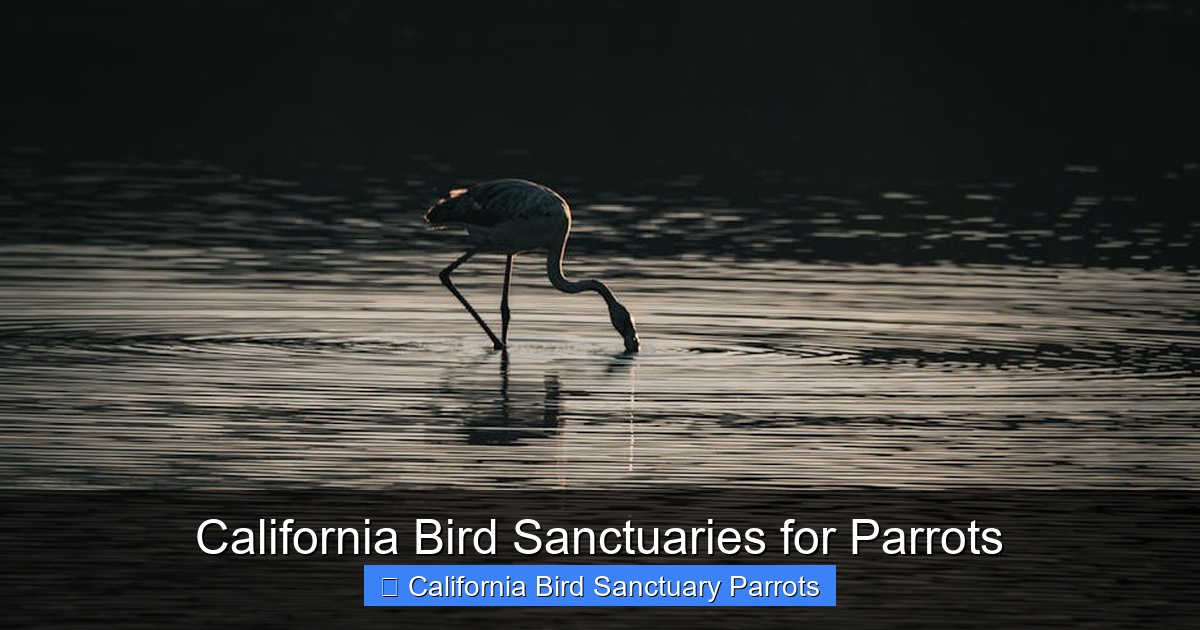 Featured image for California Bird Sanctuaries for Parrots