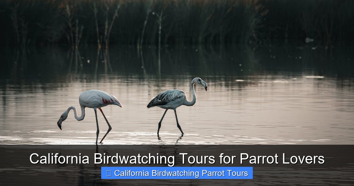 Featured image for California Birdwatching Tours for Parrot Lovers
