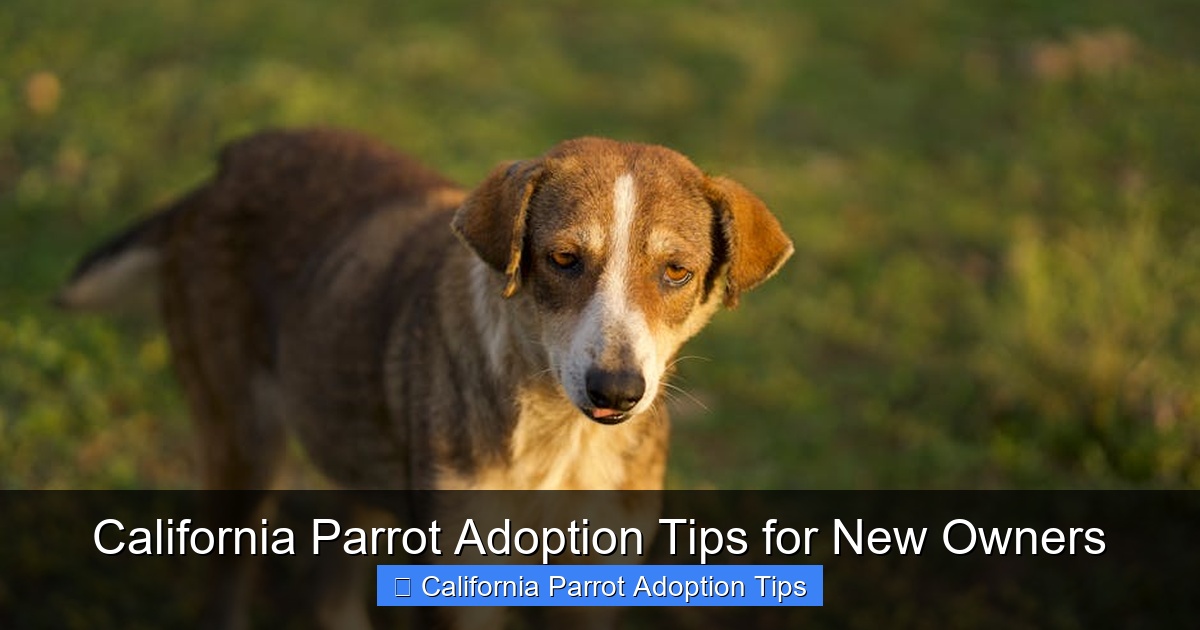 Featured image for California Parrot Adoption Tips for New Owners