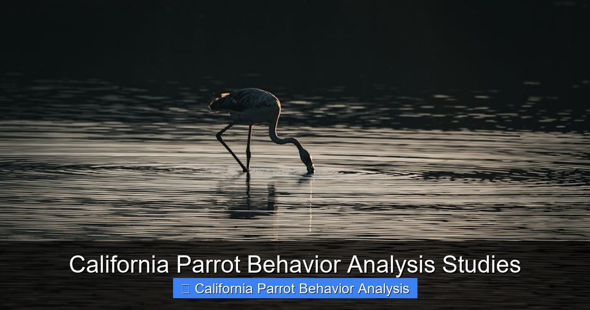 Featured image for California Parrot Behavior Analysis Studies