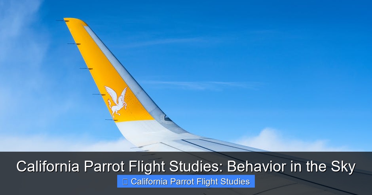 Featured image for California Parrot Flight Studies: Behavior in the Sky