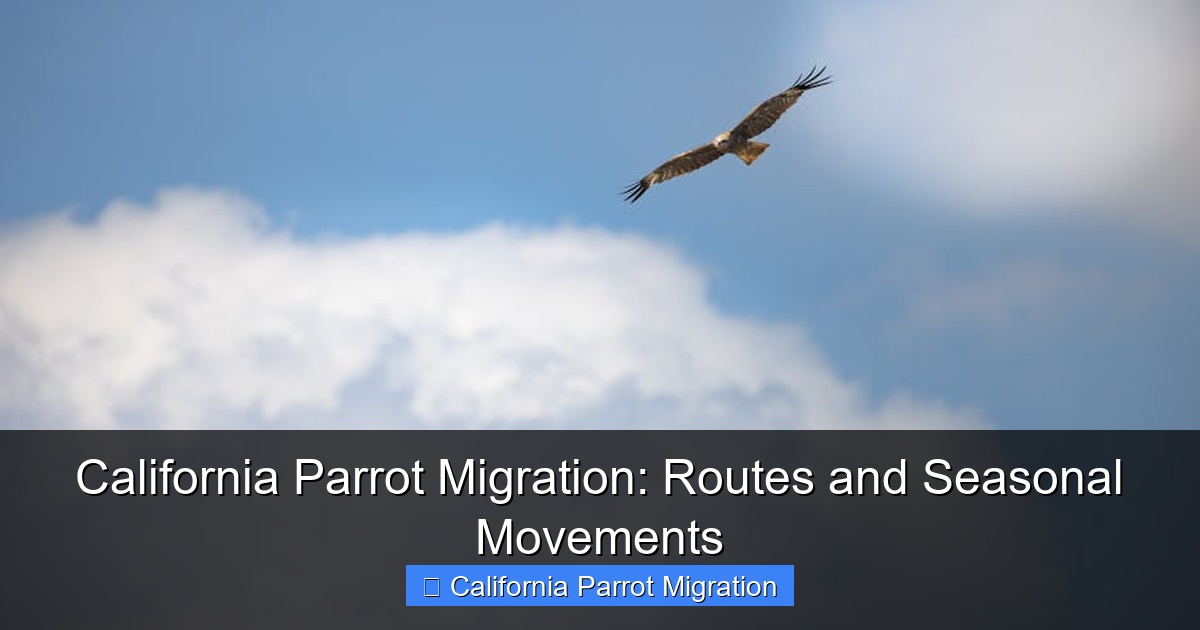 California Parrot Migration: Routes and Seasonal Movements