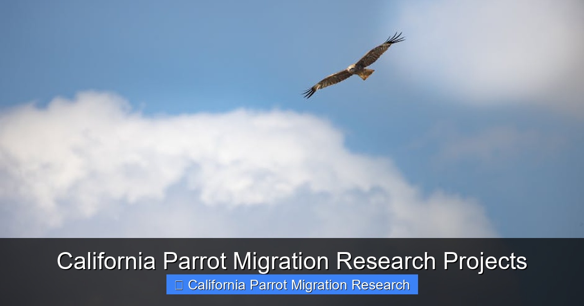 Featured image for California Parrot Migration Research Projects