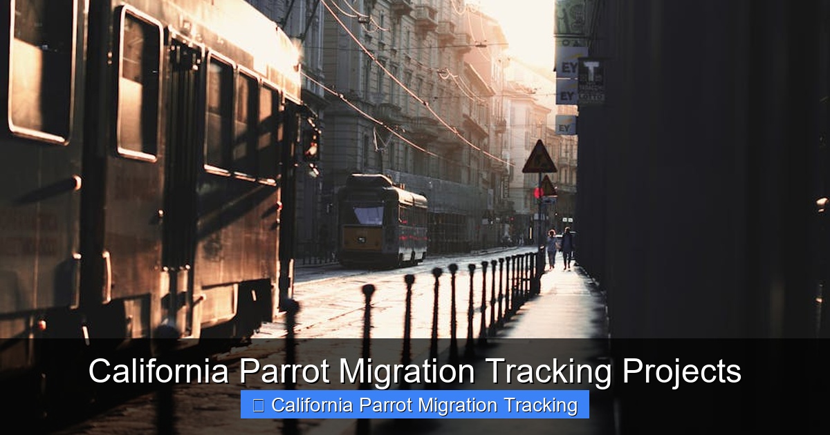 Featured image for California Parrot Migration Tracking Projects
