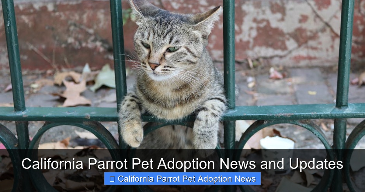 Featured image for California Parrot Pet Adoption News and Updates