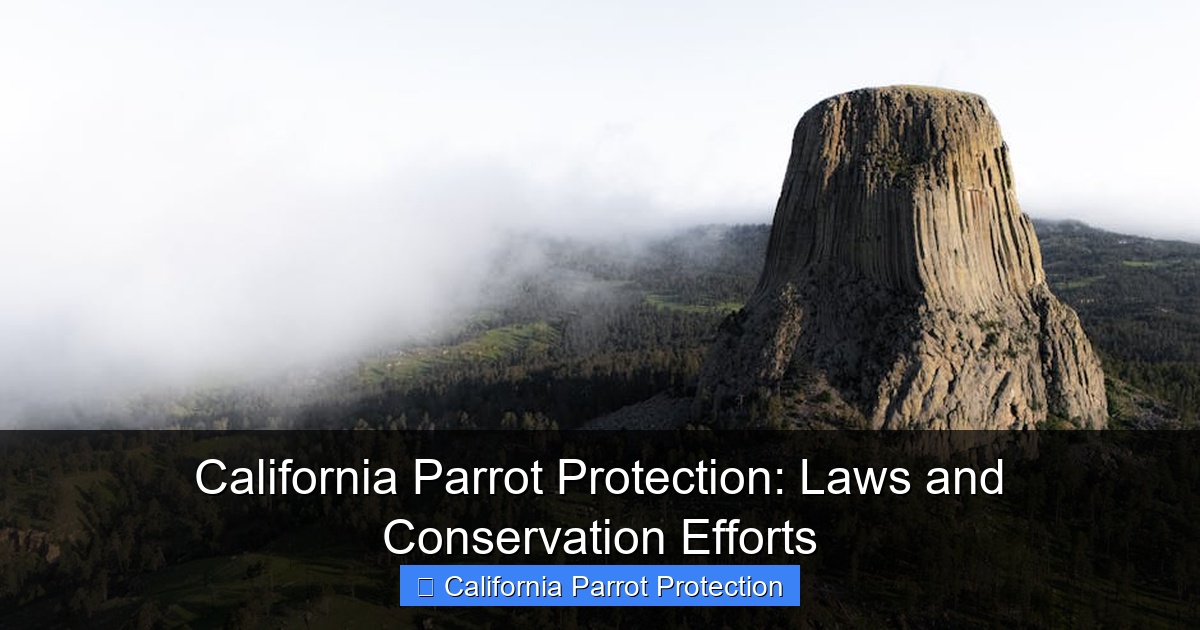 California Parrot Protection: Laws and Conservation Efforts