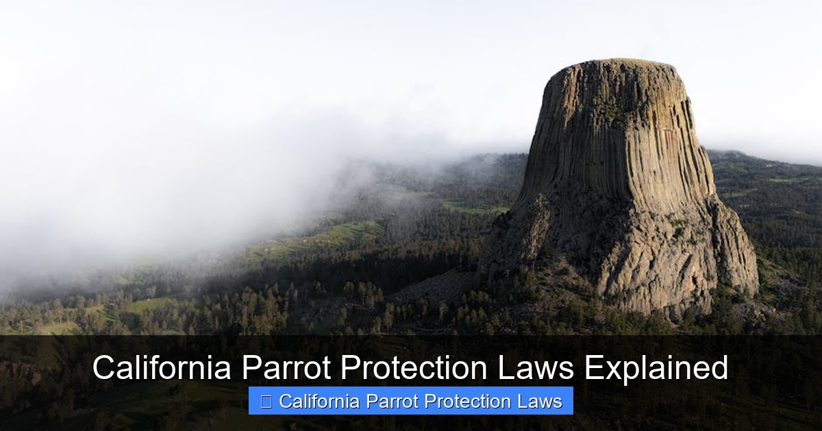 Featured image for California Parrot Protection Laws Explained