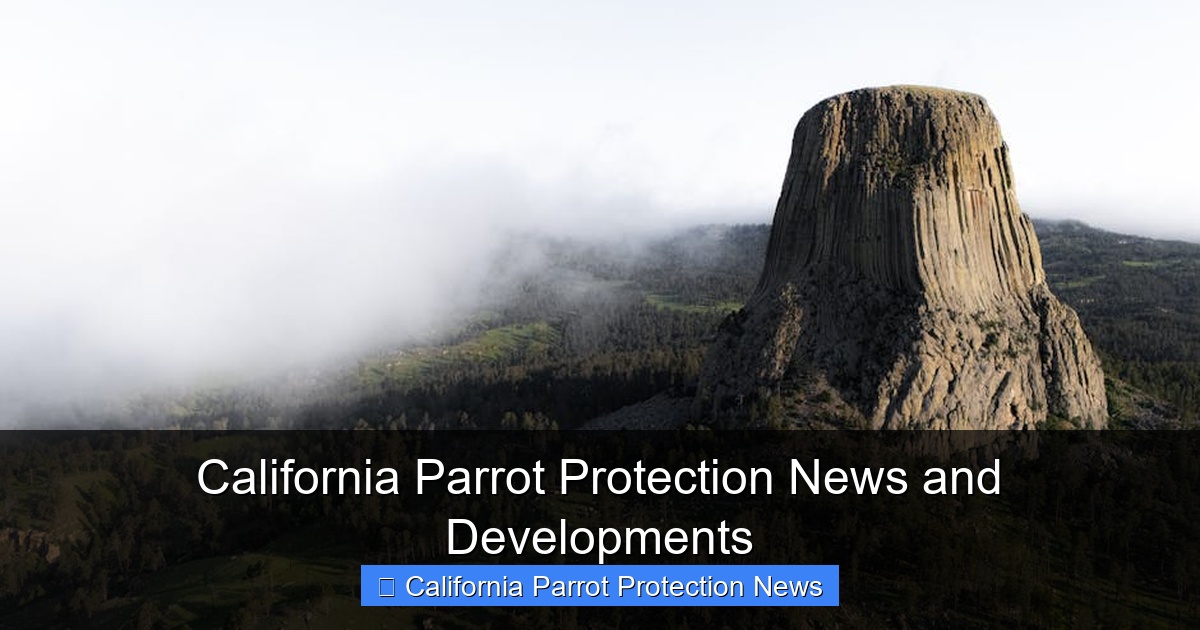 Featured image for California Parrot Protection News and Developments