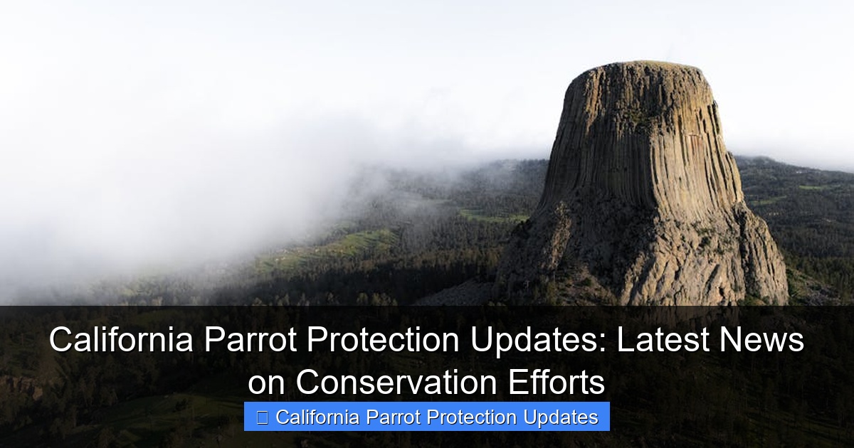 Featured image for California Parrot Protection Updates: Latest News on Conservation Efforts