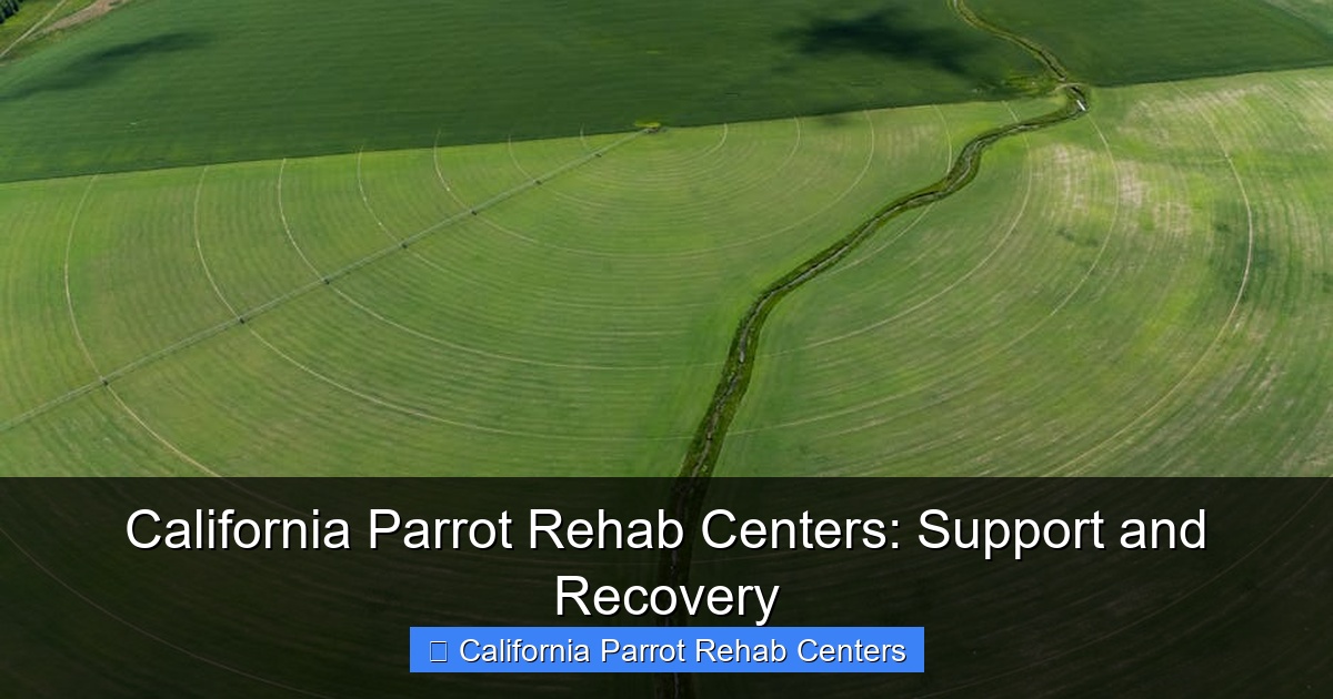 Featured image for California Parrot Rehab Centers: Support and Recovery