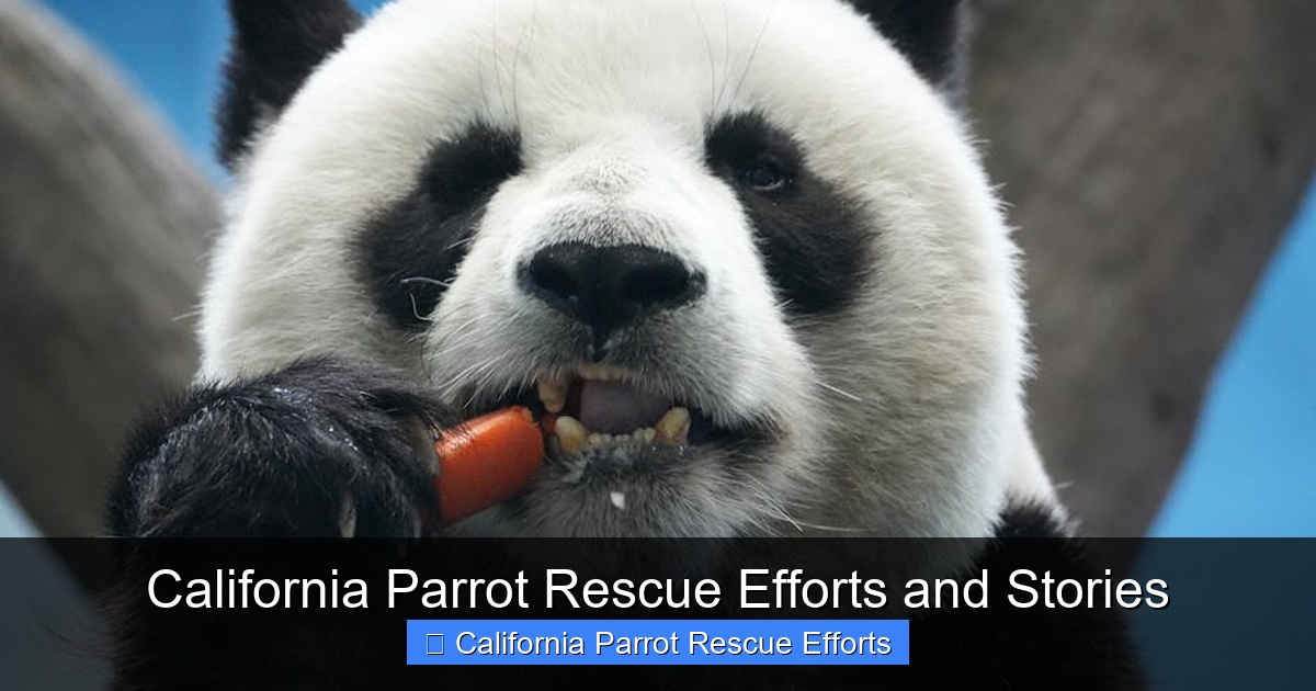 Featured image for California Parrot Rescue Efforts and Stories