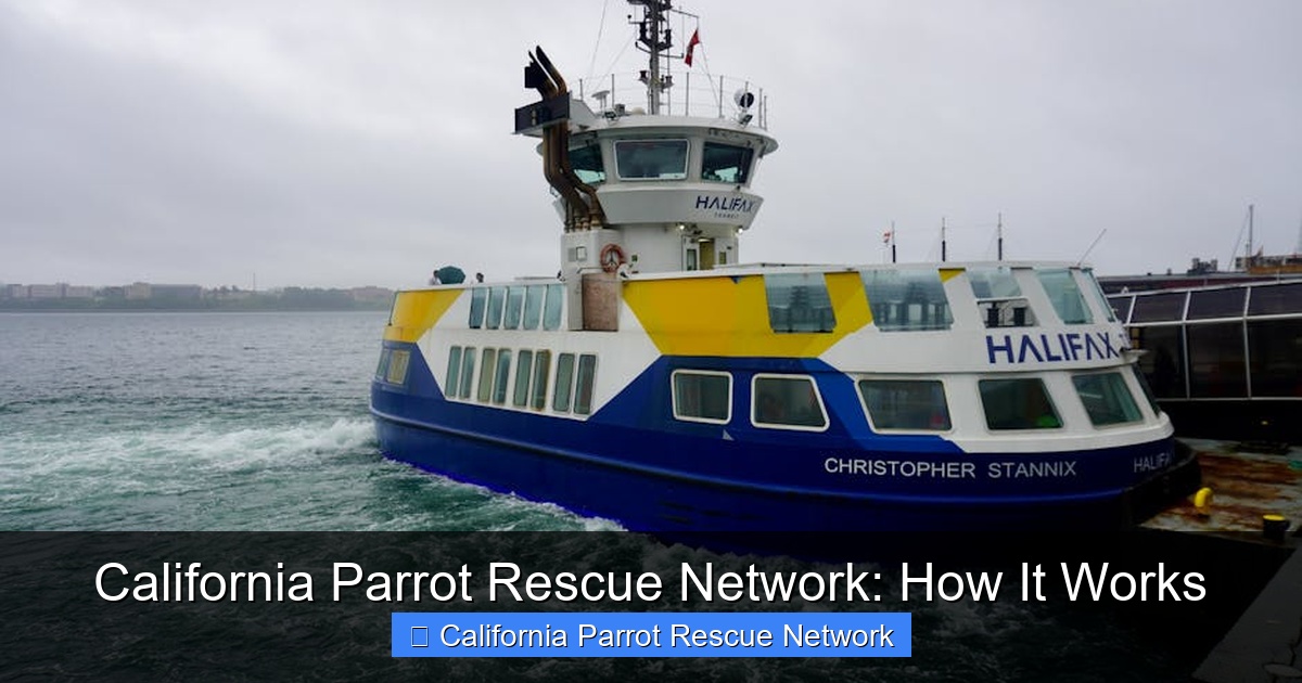 Featured image for California Parrot Rescue Network: How It Works