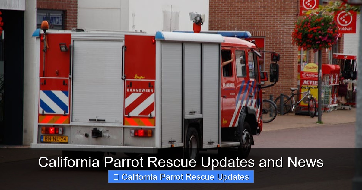 Featured image for California Parrot Rescue Updates and News