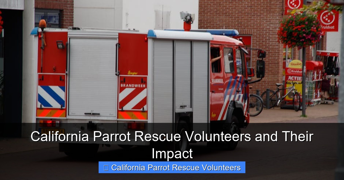 Featured image for California Parrot Rescue Volunteers and Their Impact