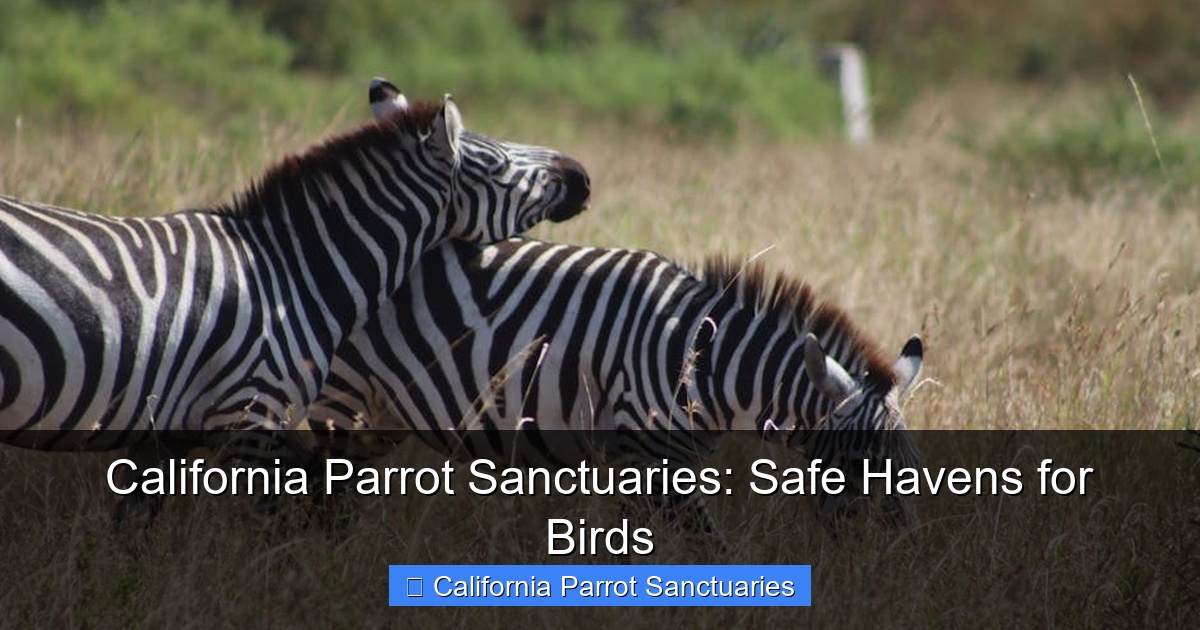 California Parrot Sanctuaries: Safe Havens for Birds