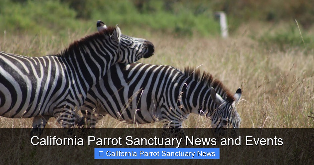 Featured image for California Parrot Sanctuary News and Events