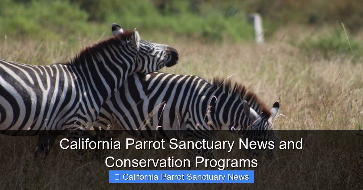 Featured image for California Parrot Sanctuary News and Conservation Programs