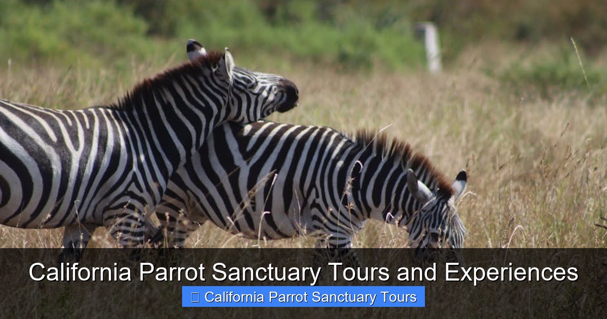 Featured image for California Parrot Sanctuary Tours and Experiences
