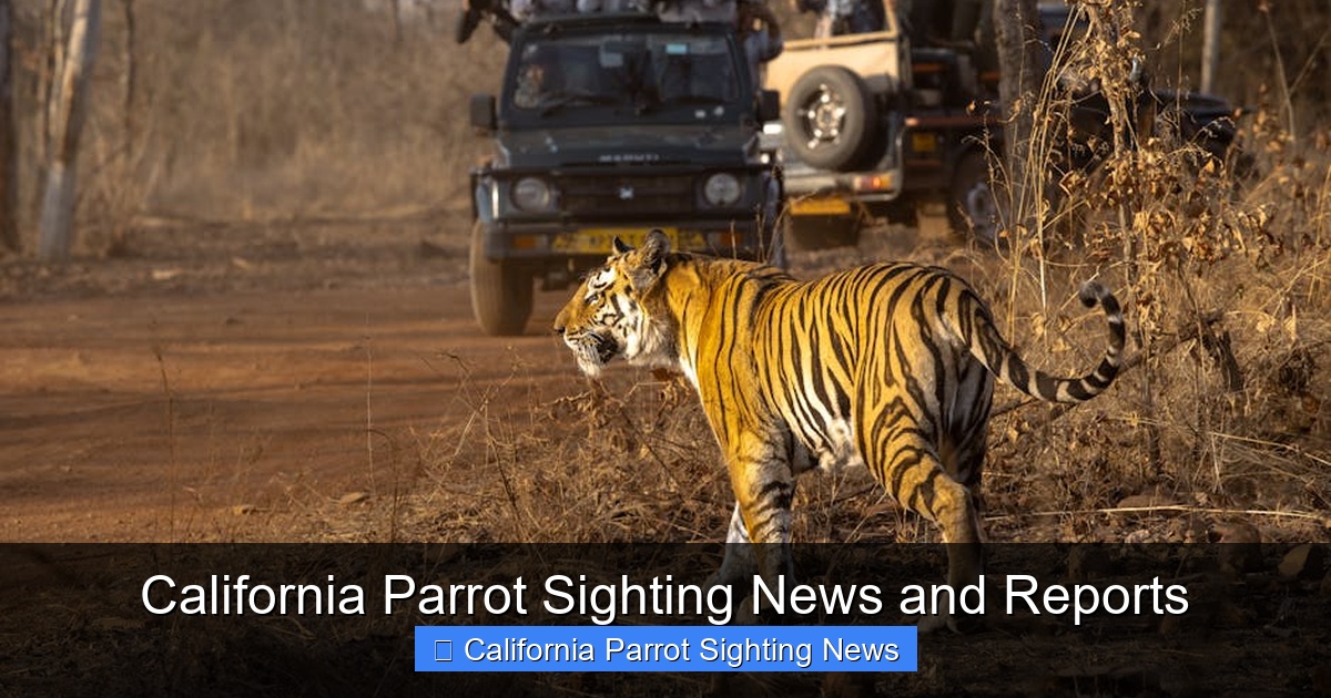 Featured image for California Parrot Sighting News and Reports