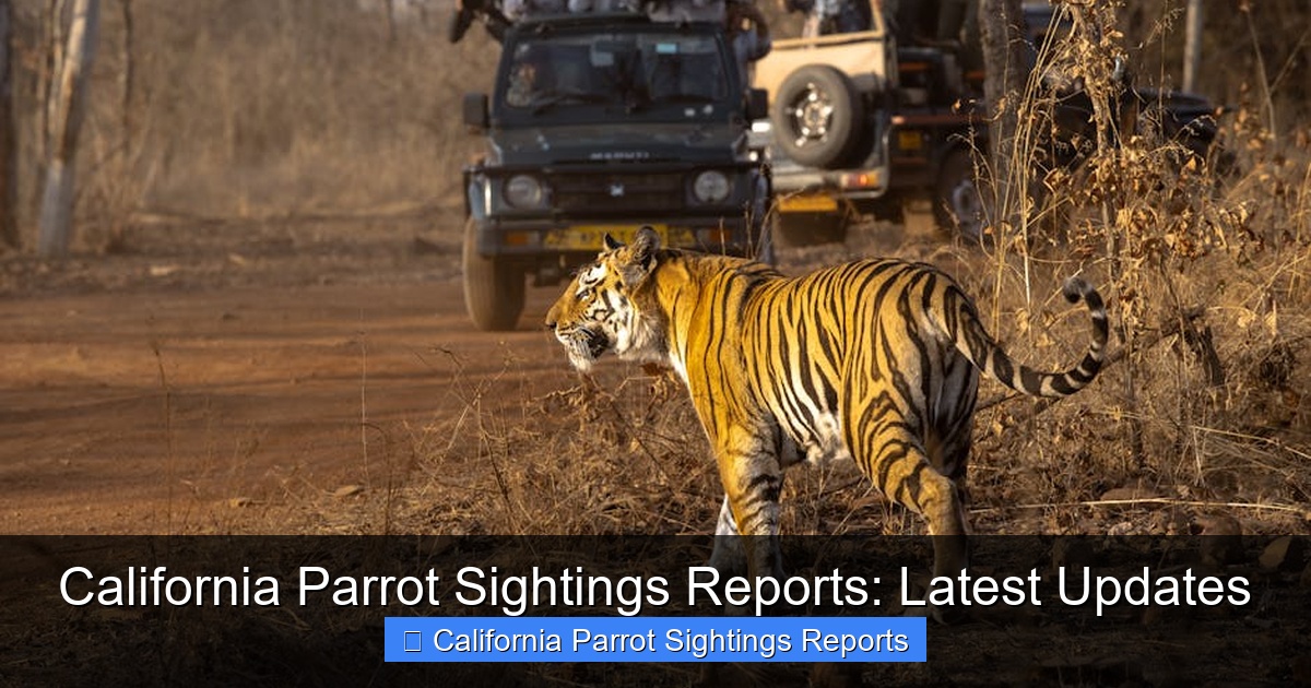 Featured image for California Parrot Sightings Reports: Latest Updates