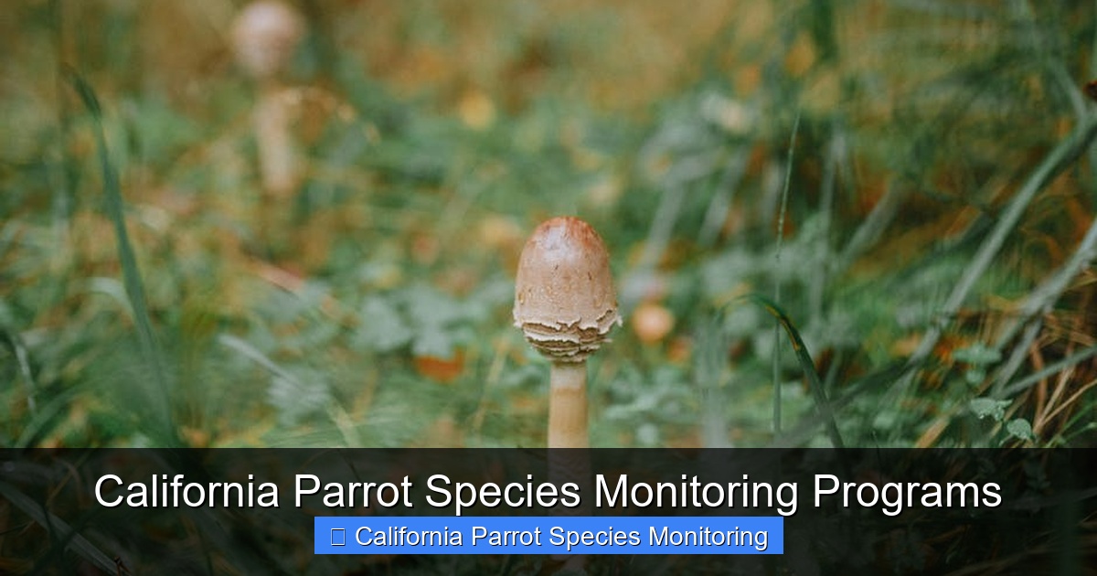 Featured image for California Parrot Species Monitoring Programs