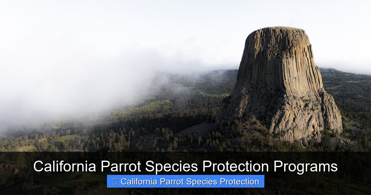 Featured image for California Parrot Species Protection Programs
