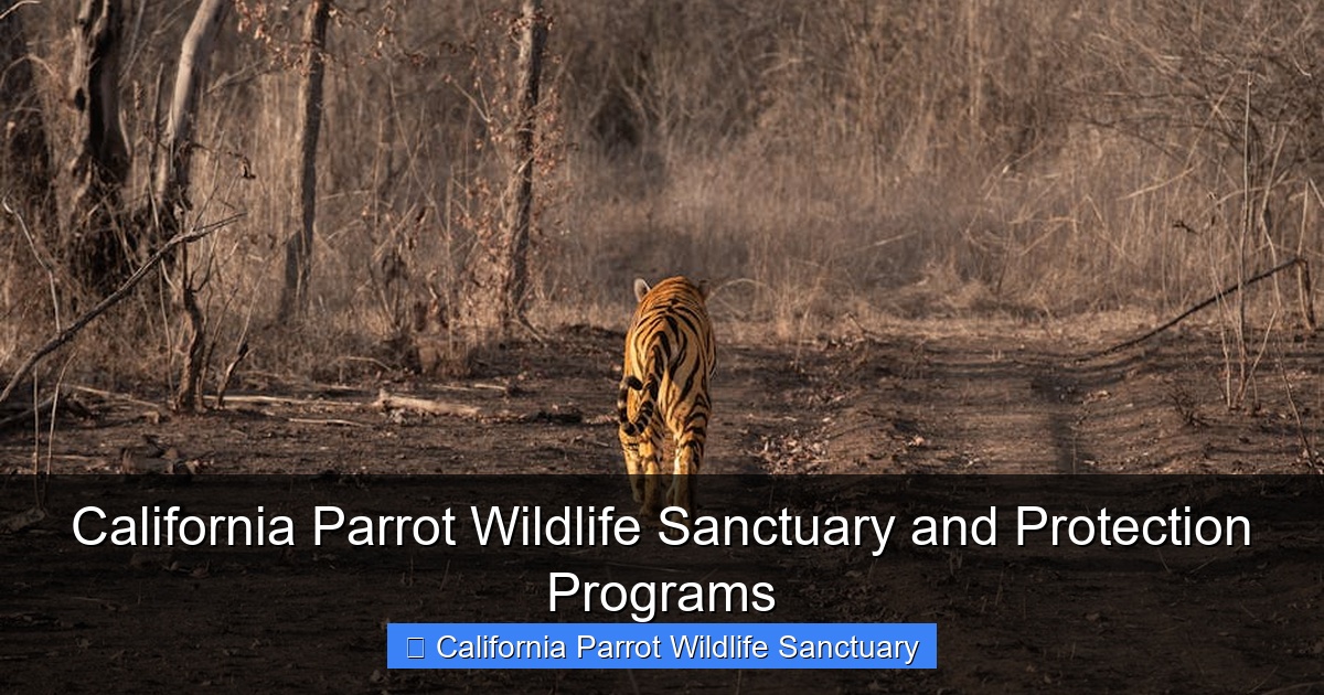Featured image for California Parrot Wildlife Sanctuary and Protection Programs