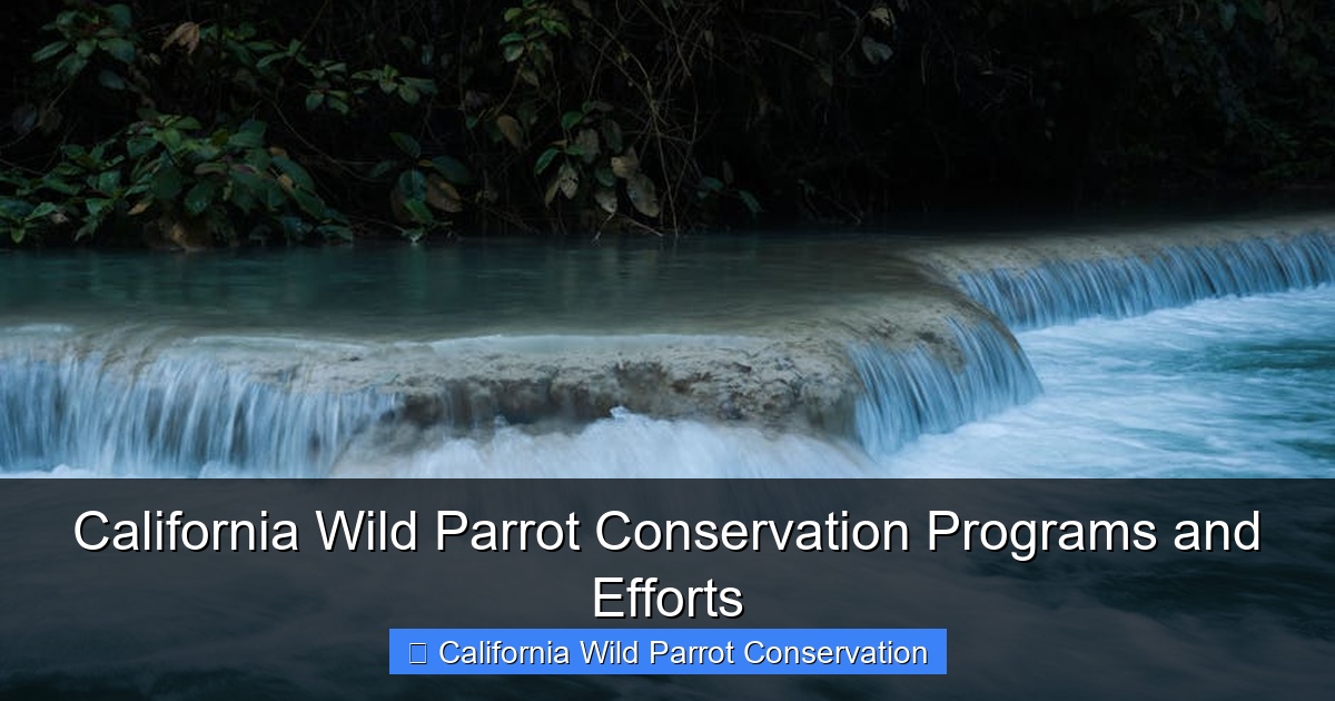 Featured image for California Wild Parrot Conservation Programs and Efforts