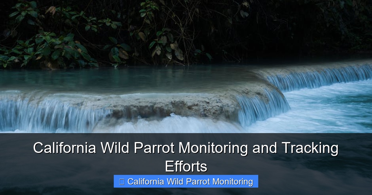 Featured image for California Wild Parrot Monitoring and Tracking Efforts
