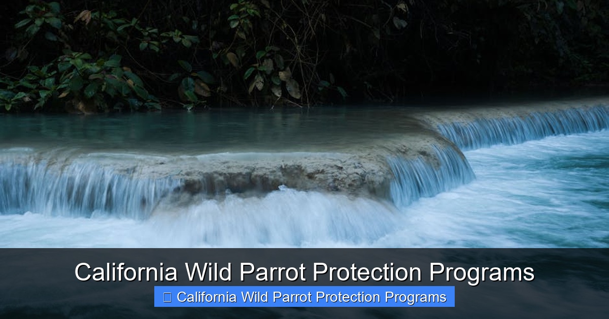 Featured image for California Wild Parrot Protection Programs