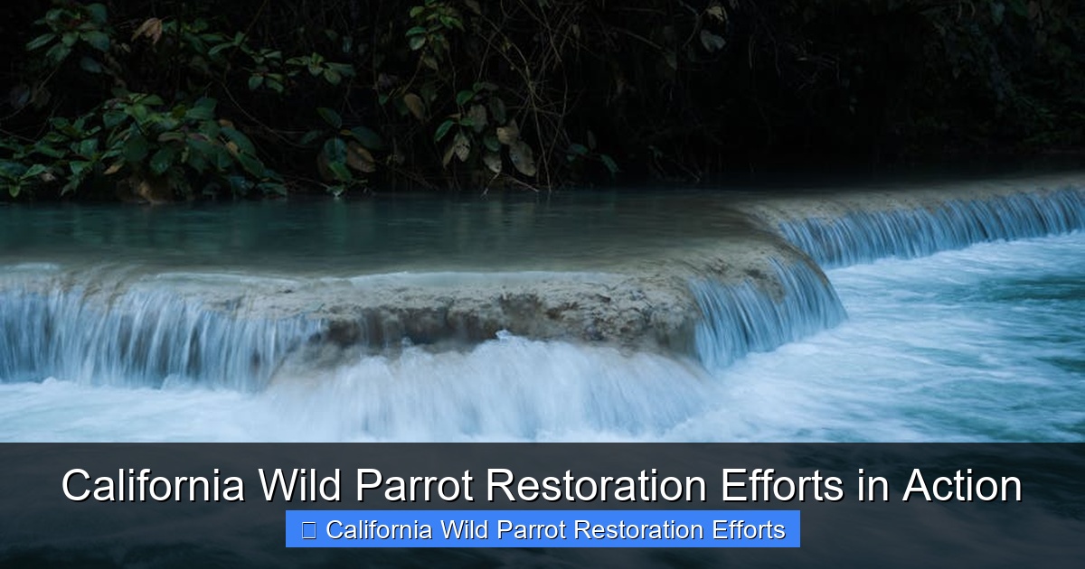 Featured image for California Wild Parrot Restoration Efforts in Action