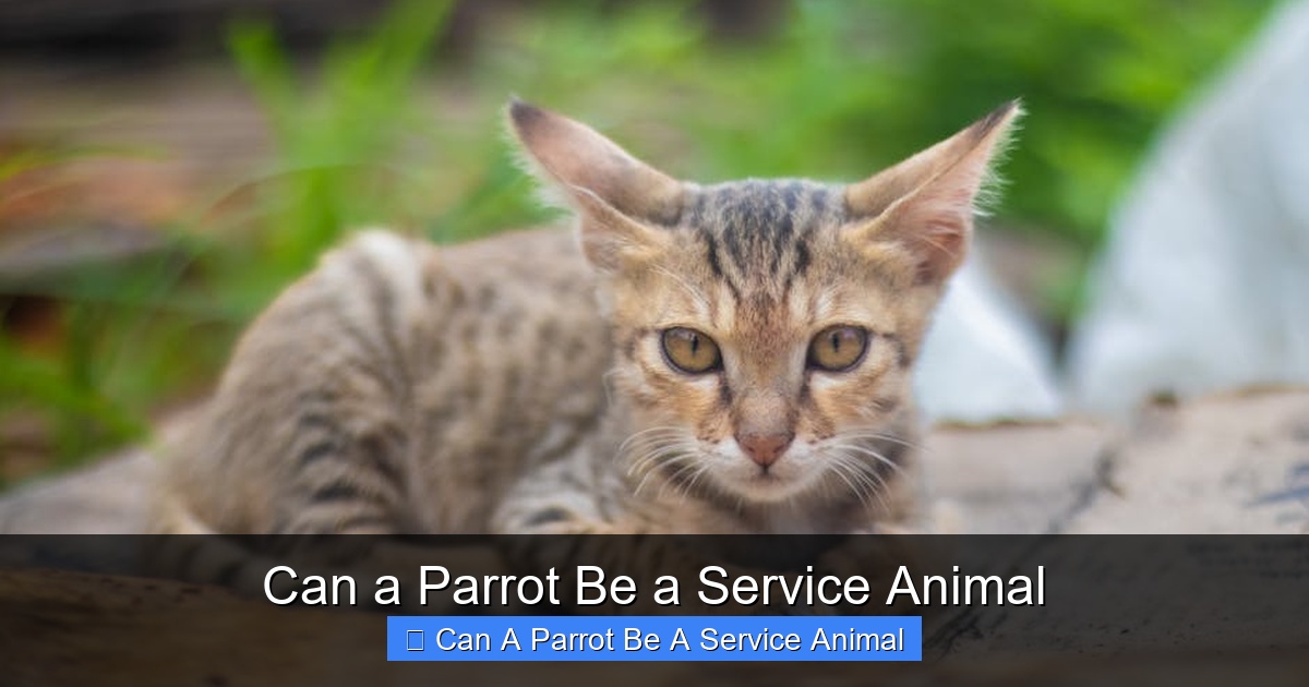 Featured image for Can a Parrot Be a Service Animal