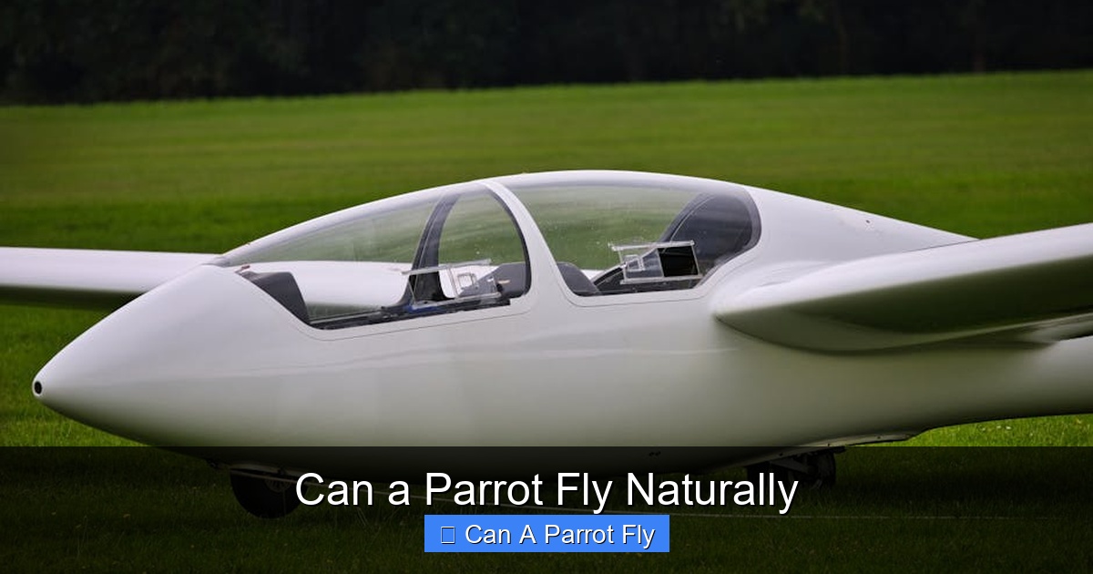 Featured image for Can a Parrot Fly Naturally